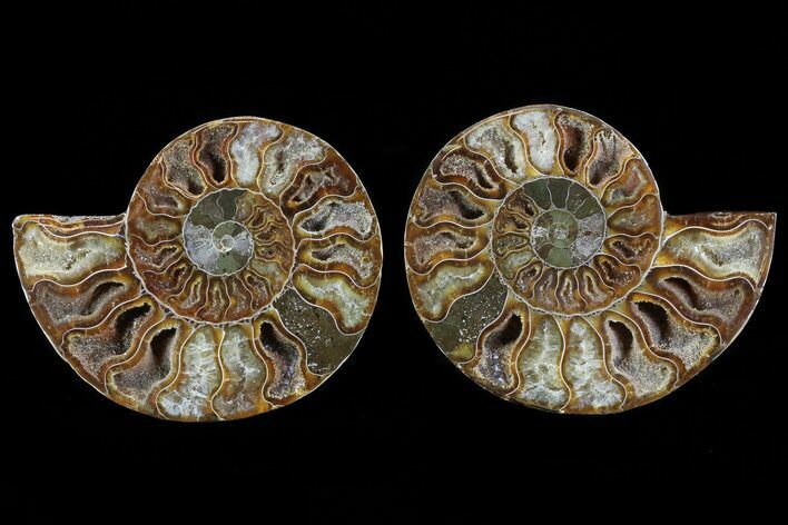 Cut & Polished Ammonite Fossil - Agatized #78384
